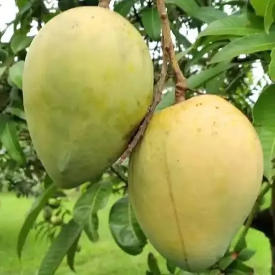 হারিভাঙ্গা